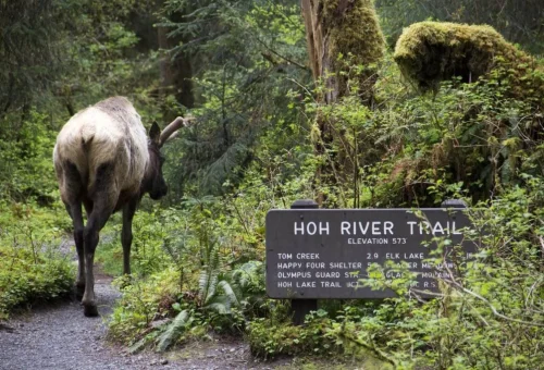 Hoh River Trail