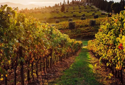 rome-tuscan-highlights-guided-tour-2