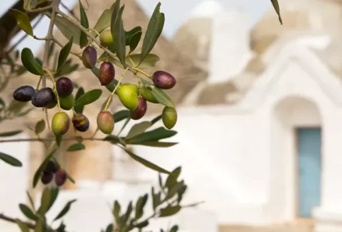 olive-tree-alberobello-italy-1