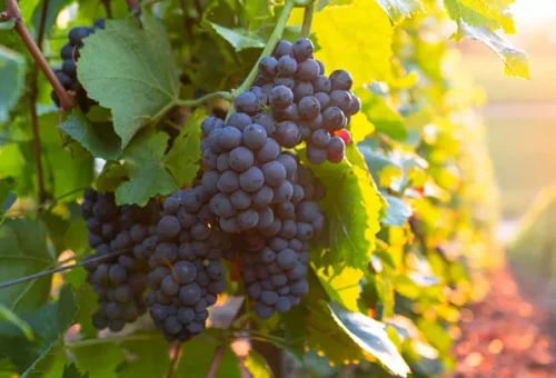 grapes-vineyard-burgundy-france-1