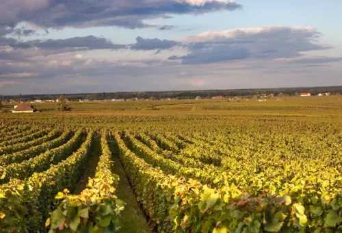 vineyard-burgundy-france-1