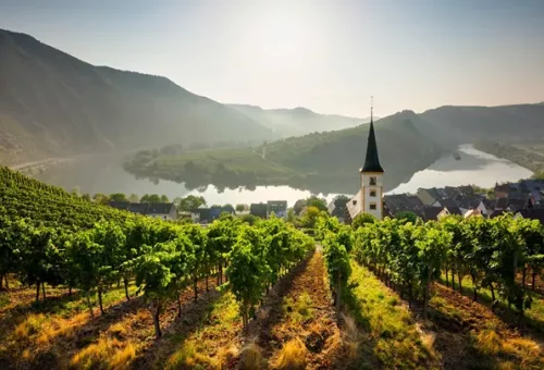 vineyard-rhine-valley-germany-10