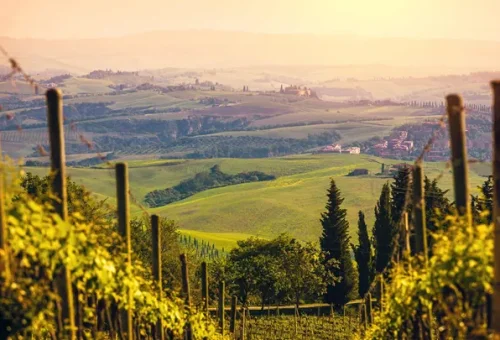 vineyard-tuscany-italy-4