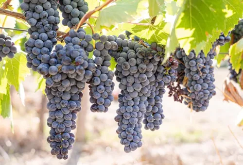 grapes-vineyard-burgundy-france-3