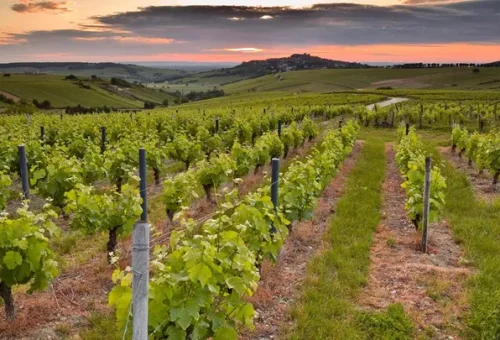 vineyards-loire-valley-france-1
