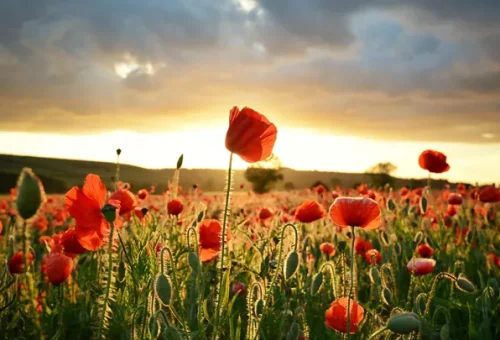 poppy-field-normandy-france-1