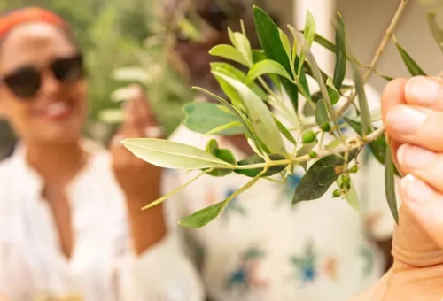 visit-karabelas-olive-farm-olympia-greece-4