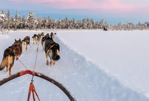dog-sledding-saariselka-sweden-1