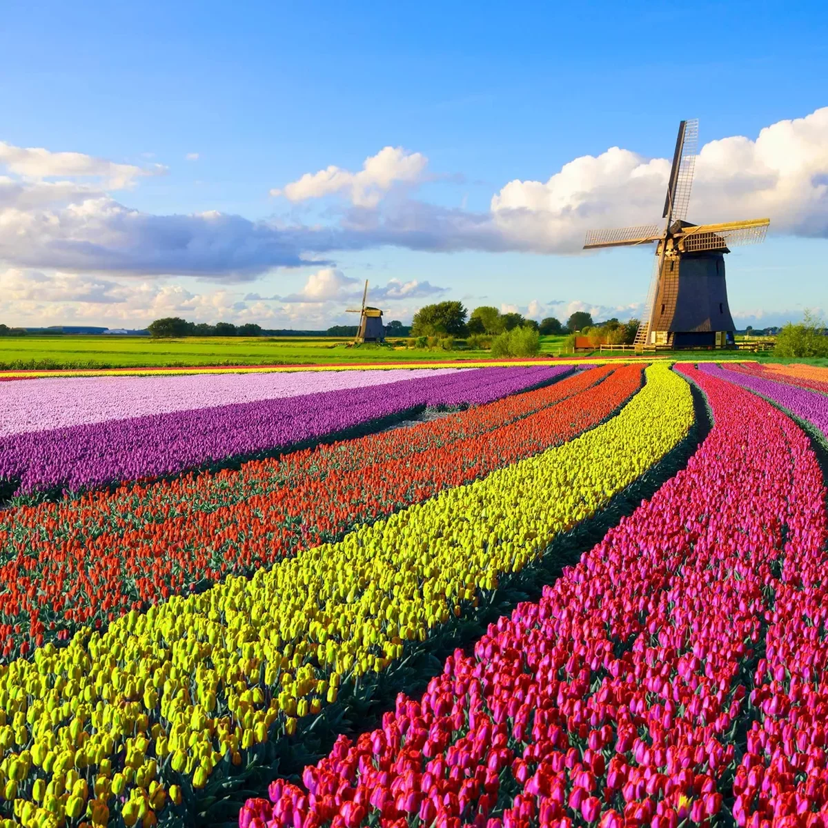 Best Holland Guided Tour 2