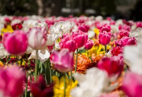 tulips-floriade-netherlands-2