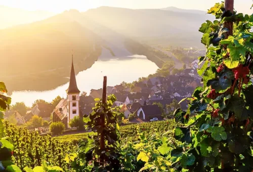 vineyard-rhine-valley-germany-2