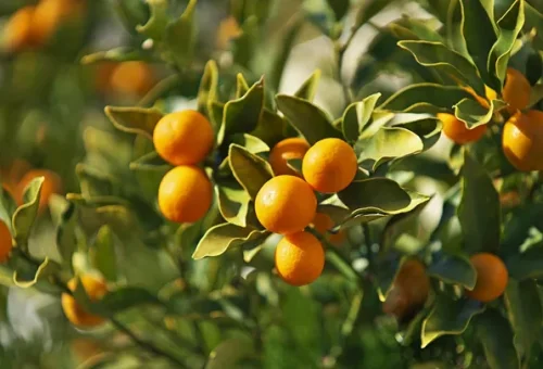 kumquat-seville-spain-1