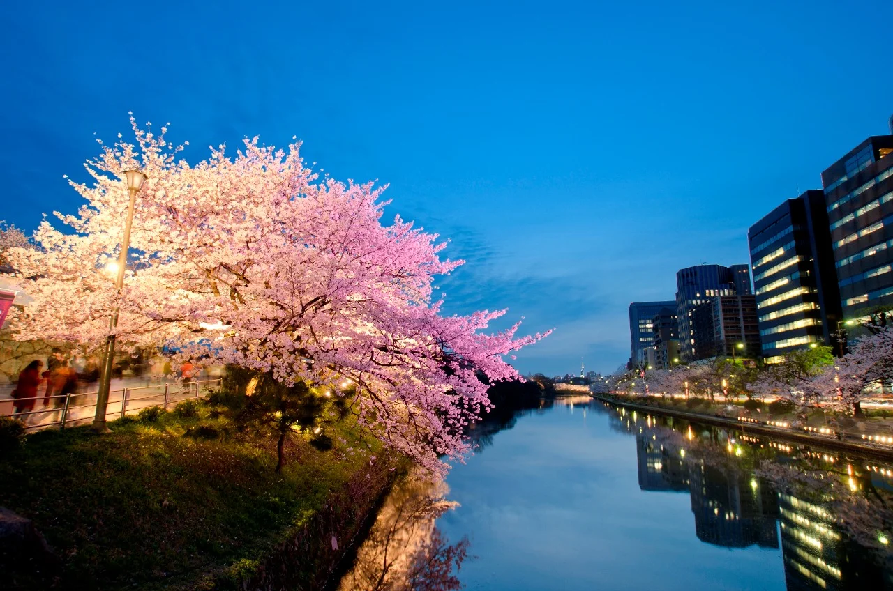 Fukuoka Iconic Cherry Blossom Spots Full-Day Tour