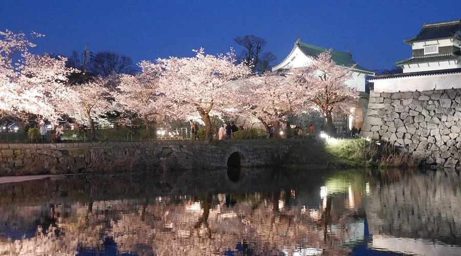 Fukuoka Iconic Cherry Blossom Spots Full-Day Tour