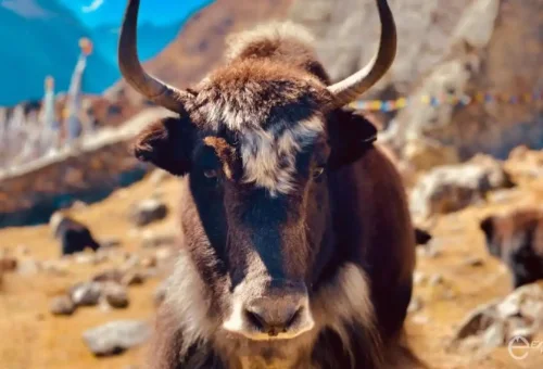 Langtang Valley1