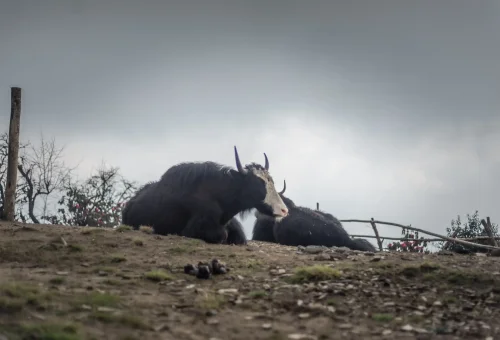 Yak at Badal Danda