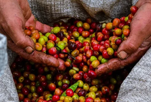 blog-its-harvest-season-in-costa-rica