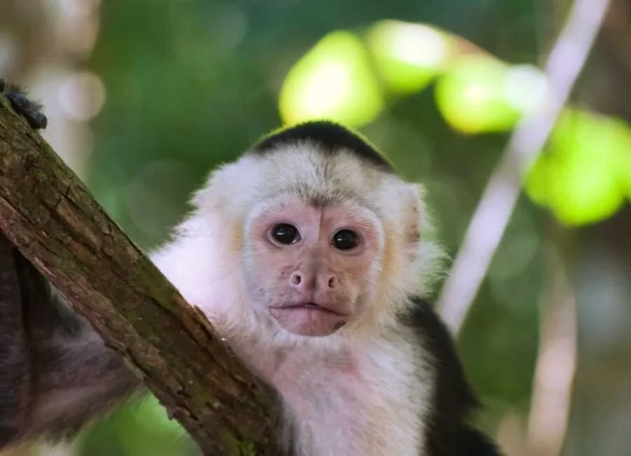 capuchin+monkey