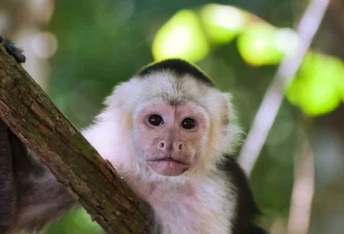 capuchin+monkey