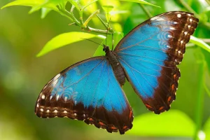 Butterfly_monteverde_morpho_wildlife_resized_9d707a033f
