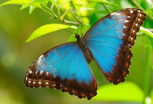 butterfly_monteverde_morpho_wildlife_resized_9d707a033f