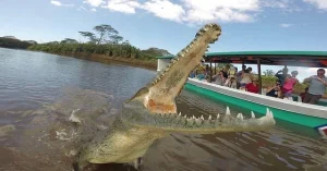 JOSE_S CROCODILE OPEN MOUTH