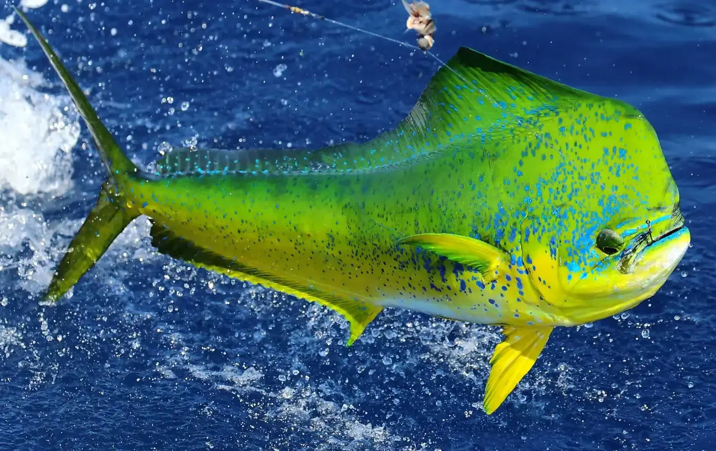 Mahi-Mahi