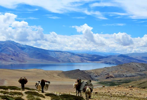 trekking-ladakh.com