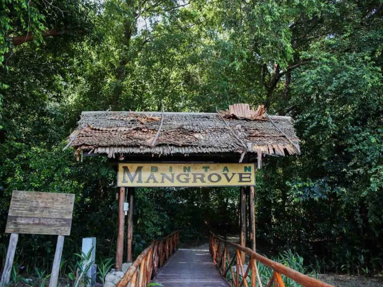 bintan-mangrove-1-768x576