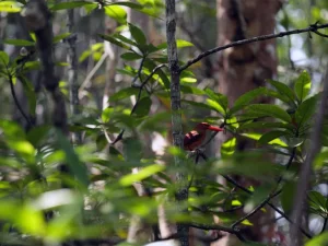 Bintan Mangrove 21 768x576