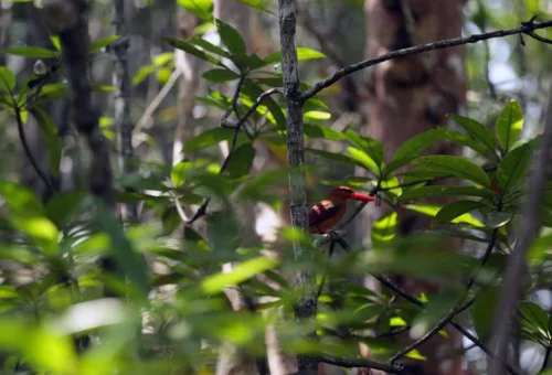 bintan-mangrove-21-768x576