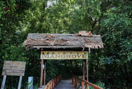 bintan-mangrove-1-768x576