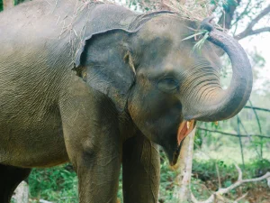 Safari Lagoi Eco Farm Elephant