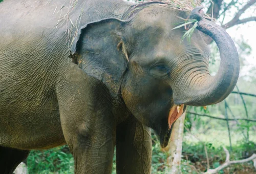 Safari-Lagoi-Eco-Farm-Elephant