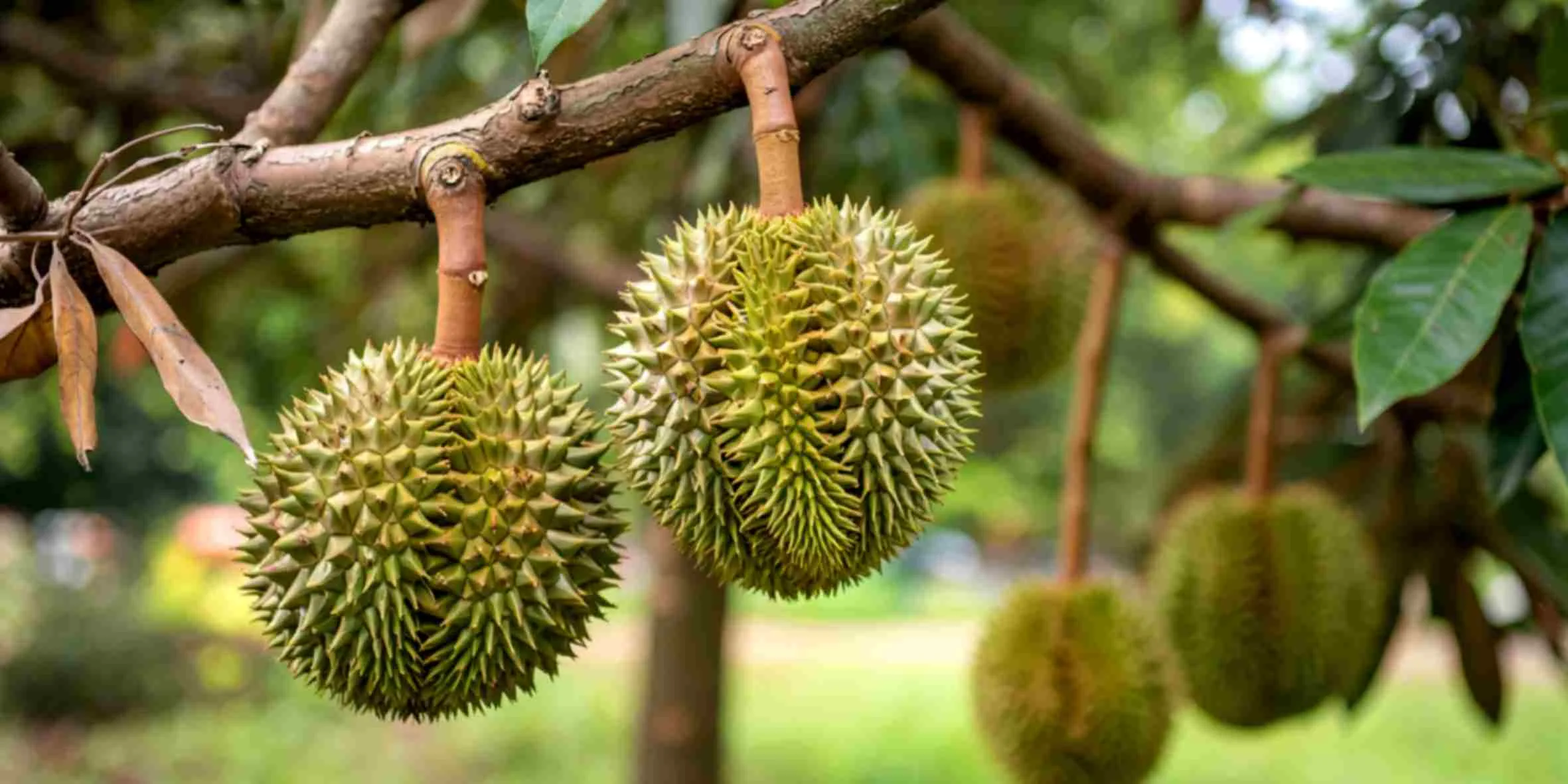Durian Batam Tour