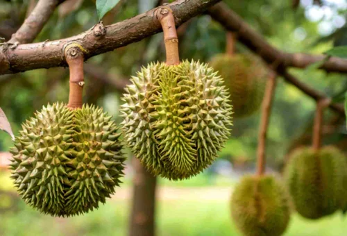 Durian Batam Tour