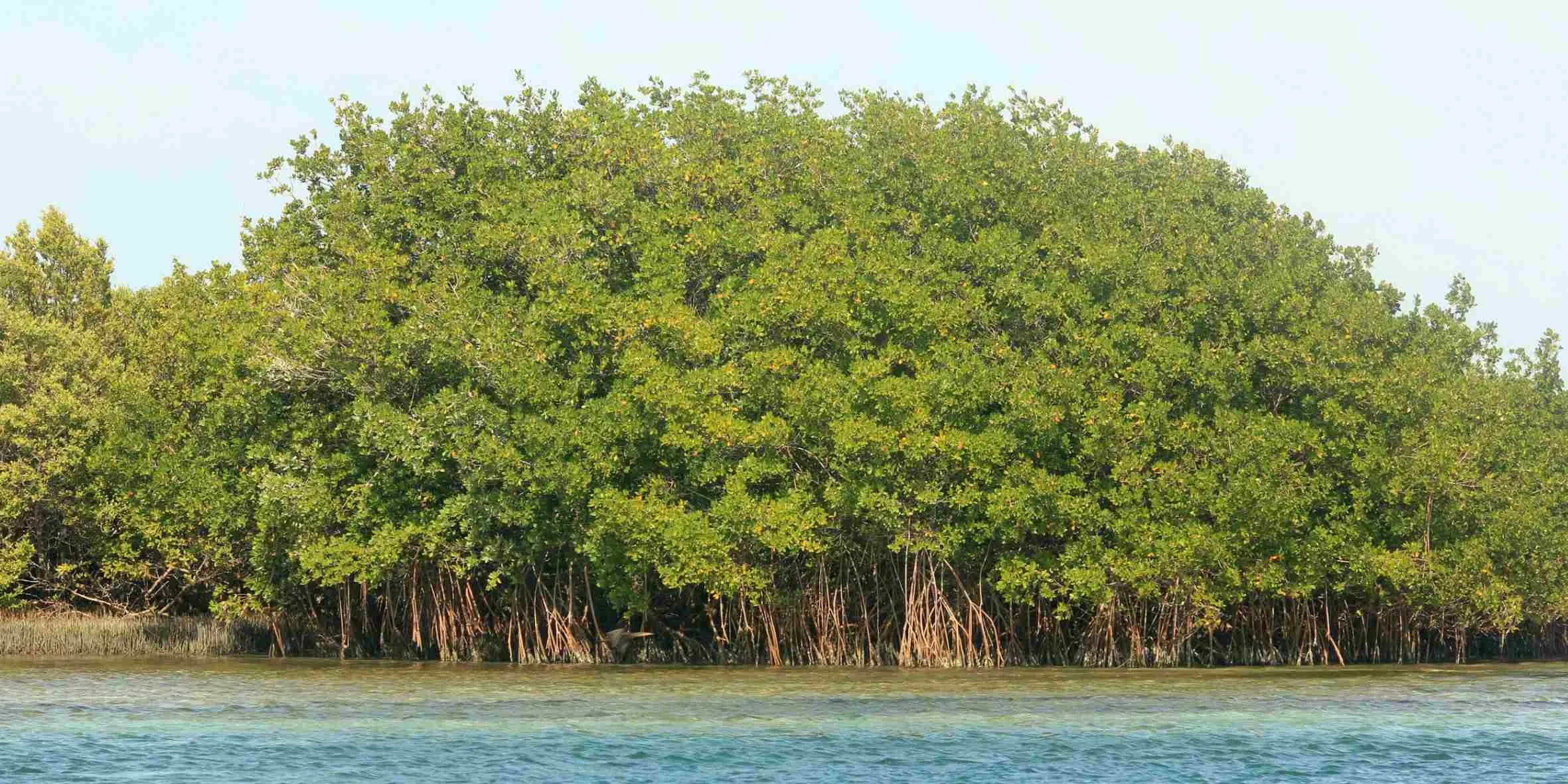 Mangrove