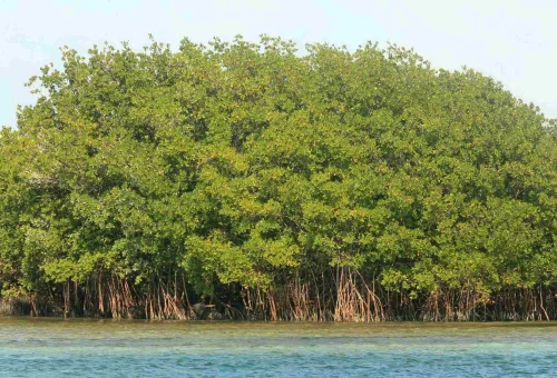 Mangrove