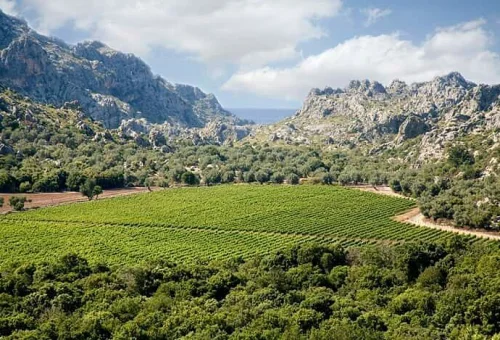 vinyes-mortitx-un-vino