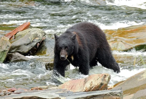 Ketchikan, Alaska