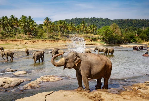 Sri-Lanka