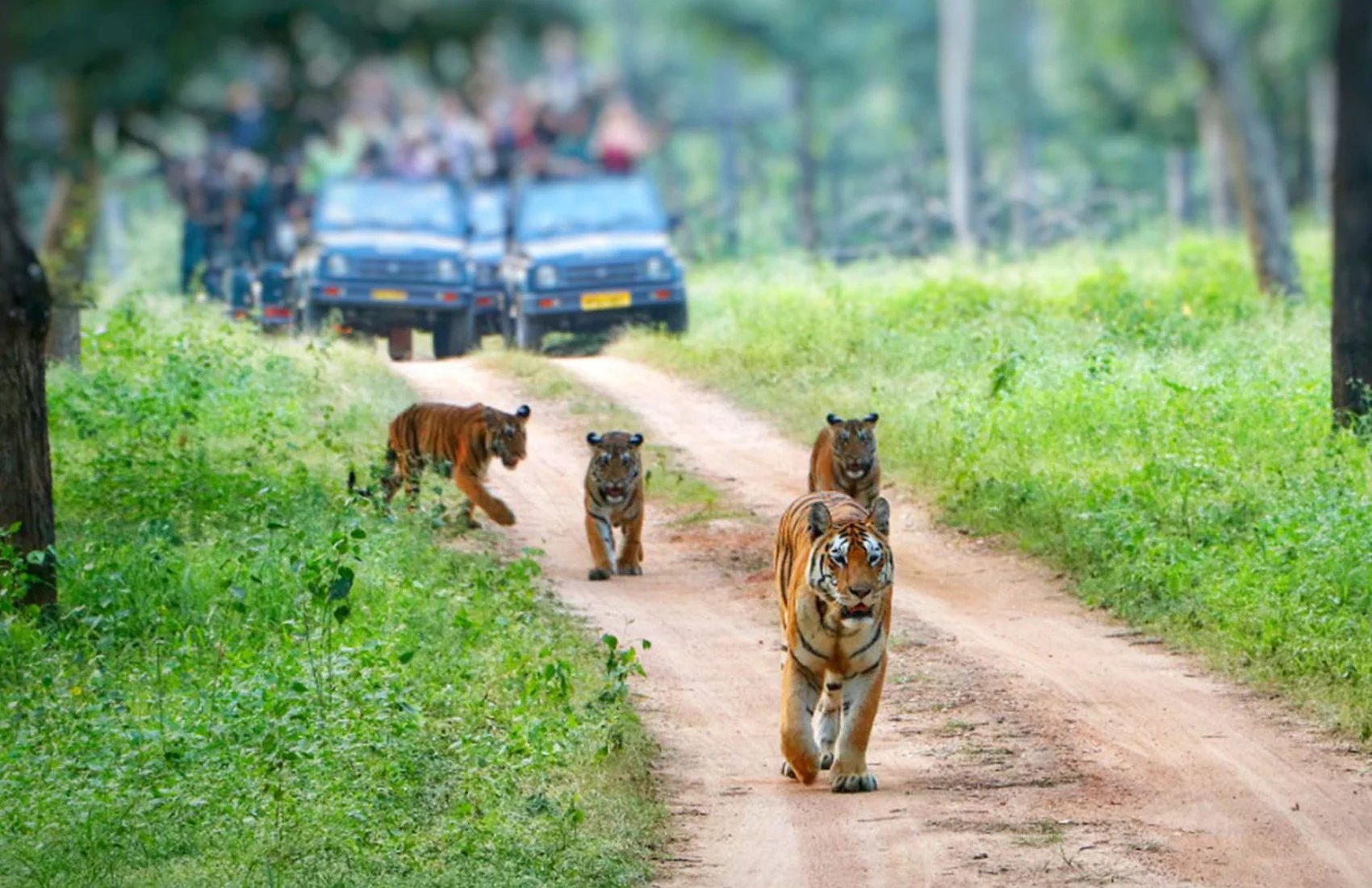 Wildlife-&-Safari