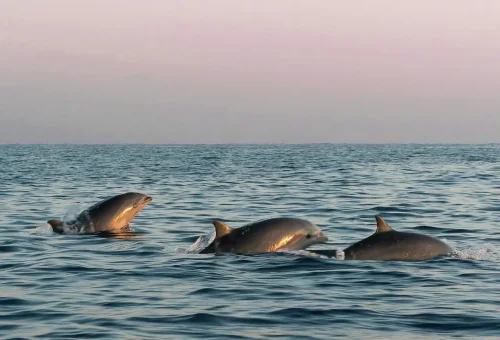 Pexels Sliceisop 4737708