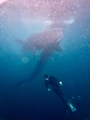 WhatsApp Image 2025-03-26 at 4.03.06 PM (5)