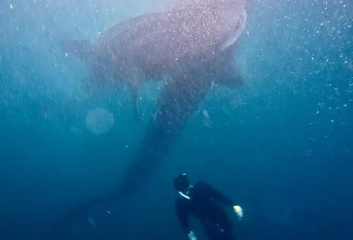 WhatsApp Image 2025-03-26 at 4.03.06 PM (5)