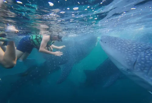 WhatsApp Image 2025-03-26 at 4.03.08 PM (1)