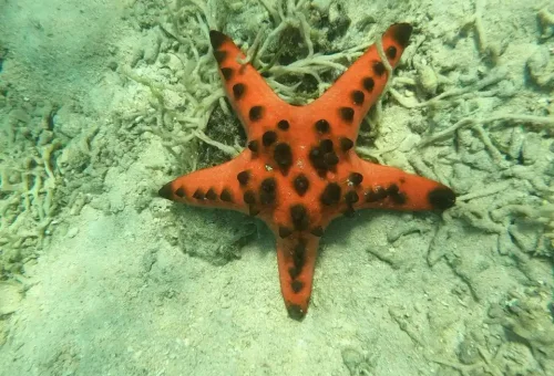 WhatsApp Image 2025-03-26 at 4.03.08 PM (3)