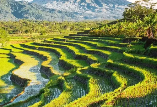 Pexels Tujuhsatoe 30527892