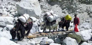 Yak In Everest Base Camp