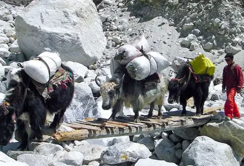 yak-in-everest-base-camp